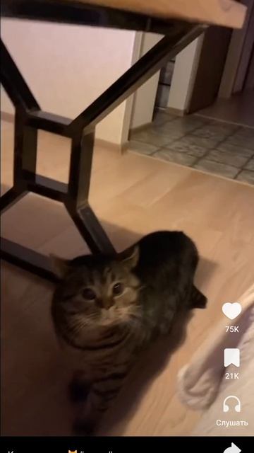 кот просит пожрать