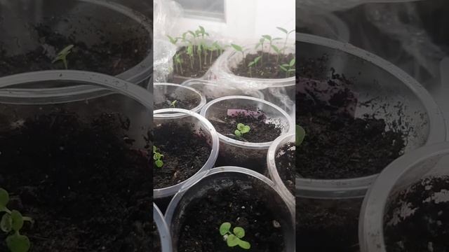 Весь процесс пересадки колеусов.