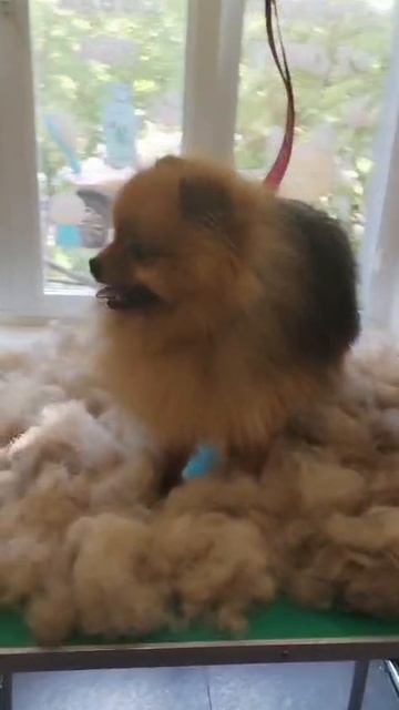 🐾✨ Посмотрите, сколько шерсти мы вычесали с нашего малыша шпица! 😲❤️