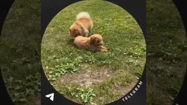 На поляне уже целый зоопарк 😻