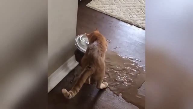 Приколы с кошками  собаками.