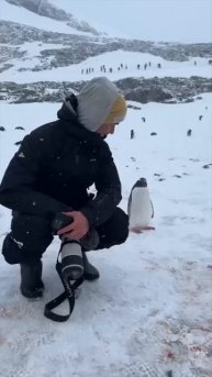 Пингвин подходит к людям - 2024 год