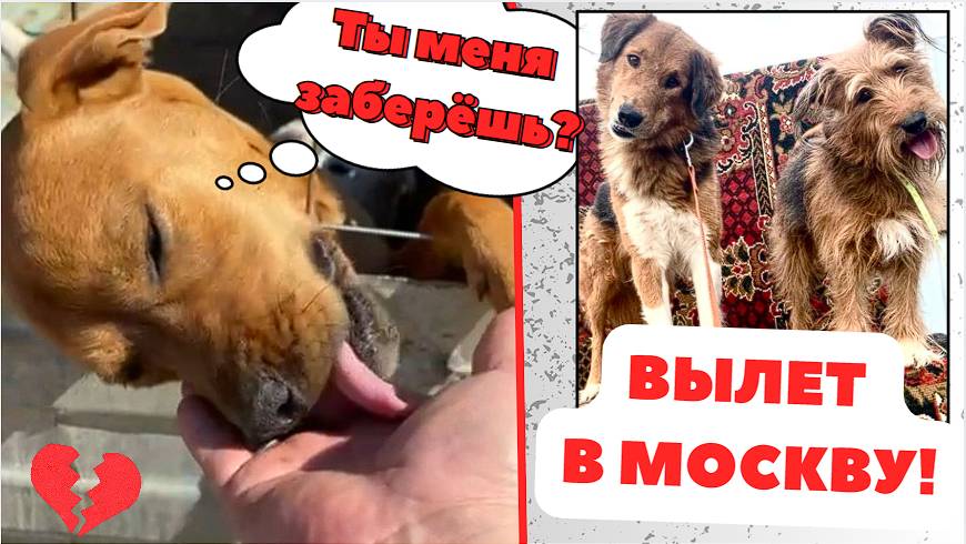 Самая ласковая собака молит о спасении!