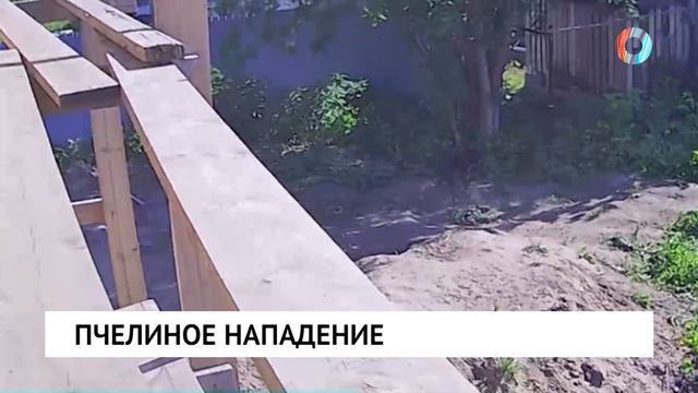 Пчелиное нападение