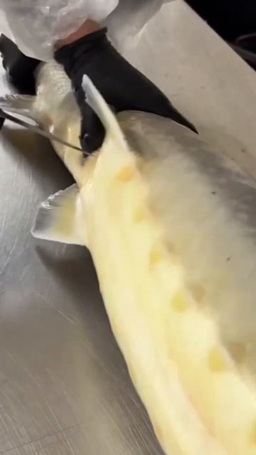 НЕВЕРОЯТНО БОЛЬШАЯ РЫБА. #shortvideo #short #fish #рыбалка