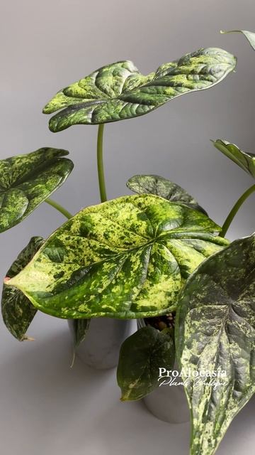 Алоказия Ddagon scale variegated