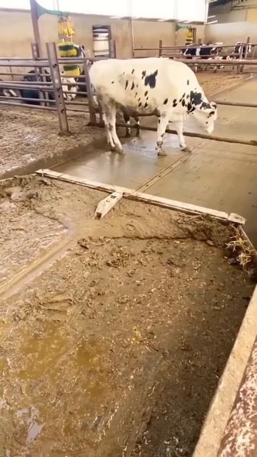 sliding machine for cows