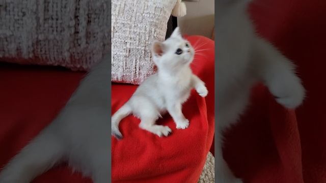 Шотландская девочка