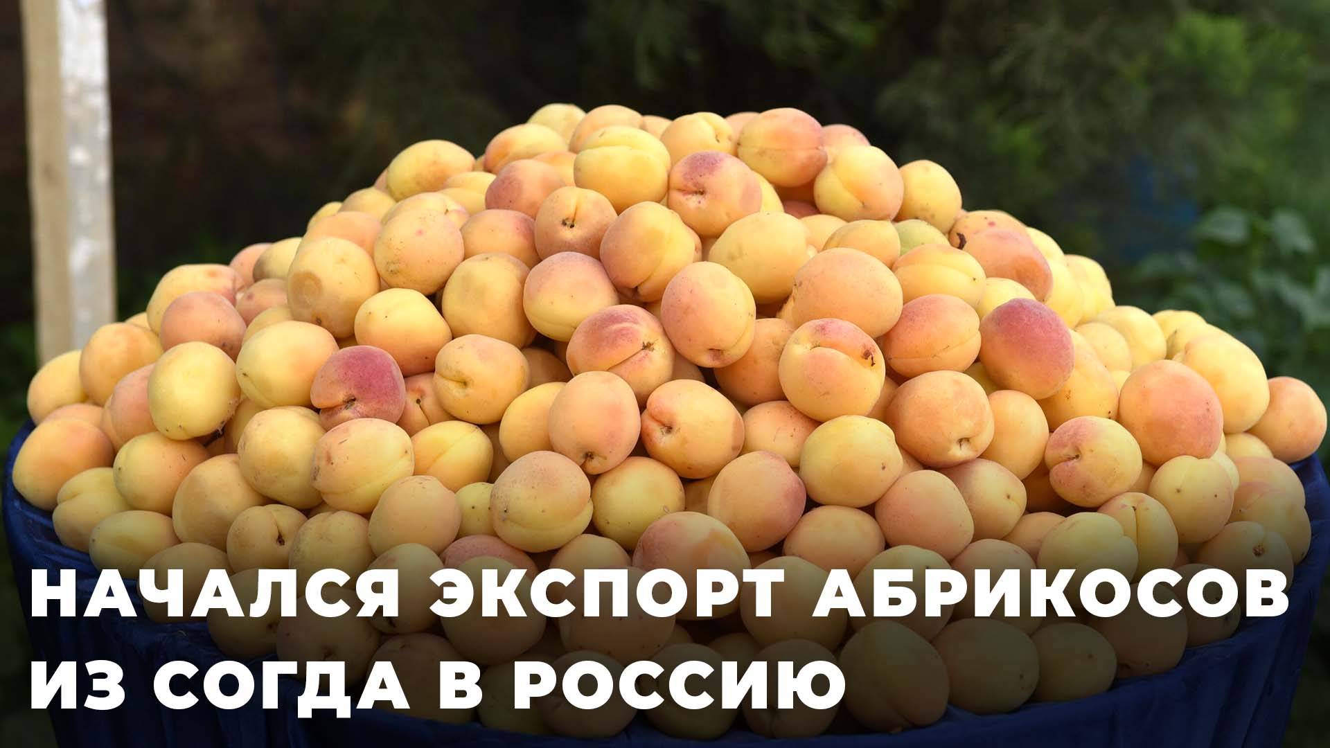 Как согдийские абрикосы поступают на российские прилавки?