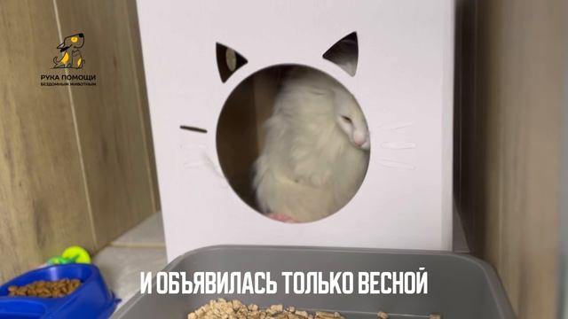 Балтика жила в деревне у дороги. Поддержать⬇️