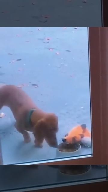 Собакен решил накормить друга,но не так - то это просто 😋💖🐕