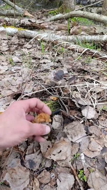 В поисках гигантских строчков