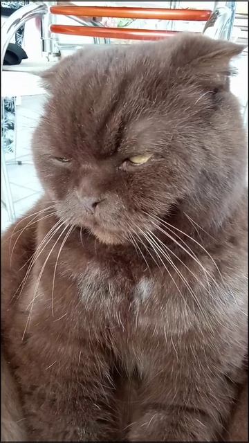Обычное состояние кота👍🥱😻😻#нашикотики#питомцы