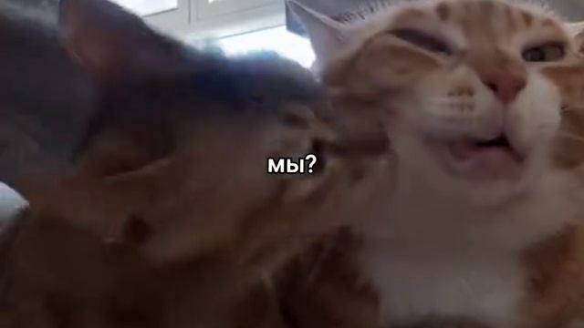 Мы или не мы?