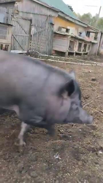 Фунтик с Нюшей на прогулке