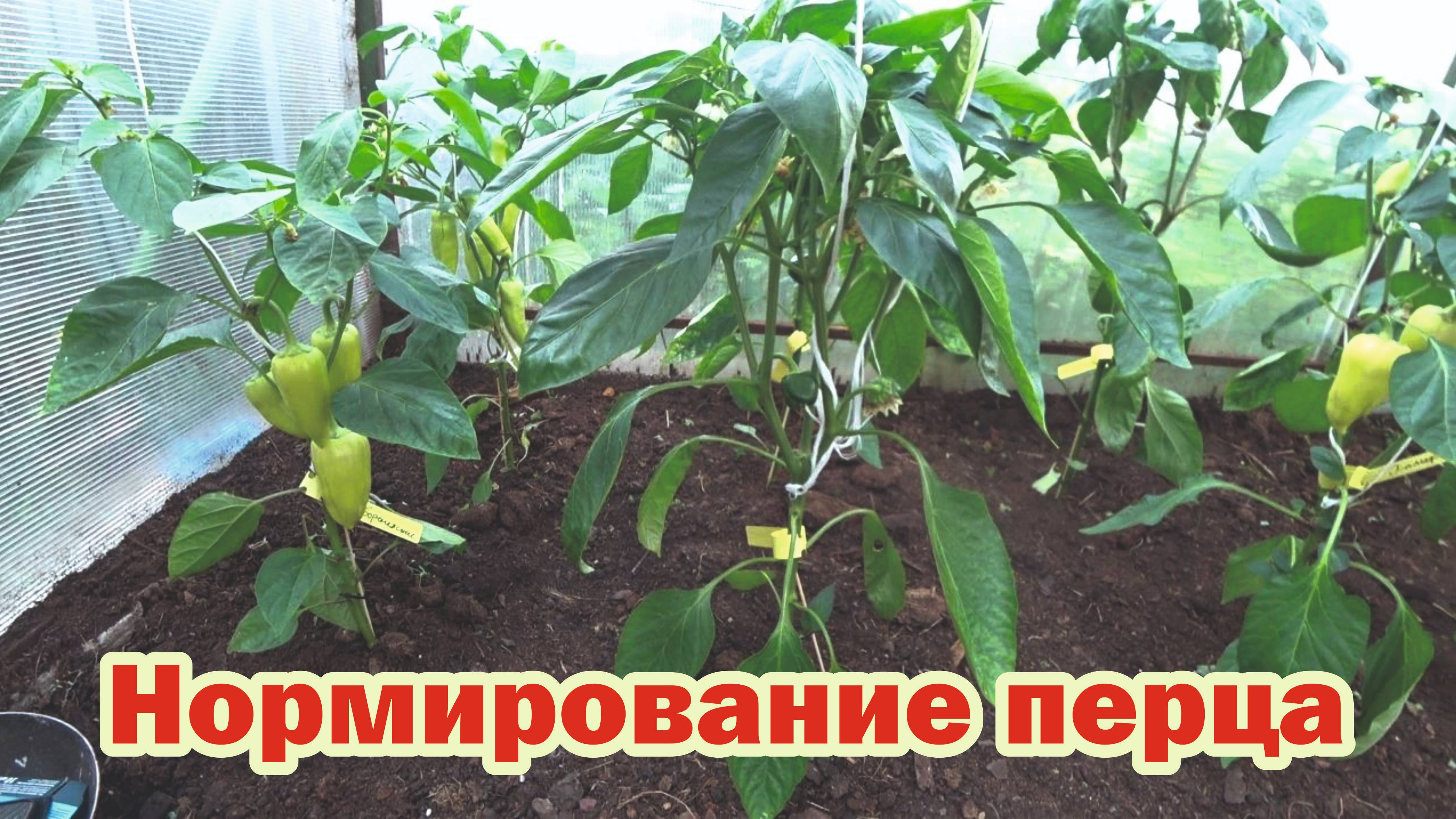 Нормирование перца