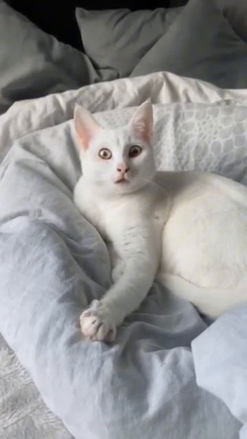 Забавные котики - # 24 2025 год