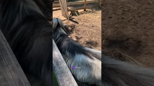 КОННЫЙ КЛУБ «АЛЛЮР» И МИНИ-ЗООПАРК.
Кормим животных из рук))