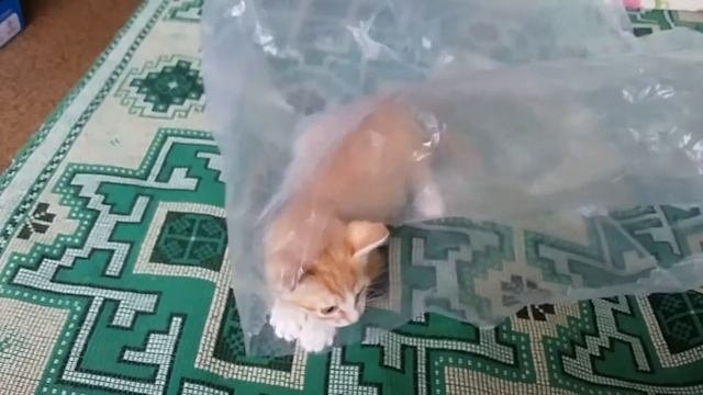 Борис играет с пакетом