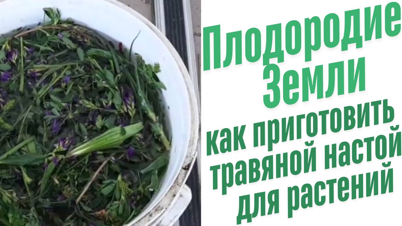 Как приготовить травяной настой?