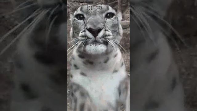 снежный гепард из Вайлд крафта лайки,
