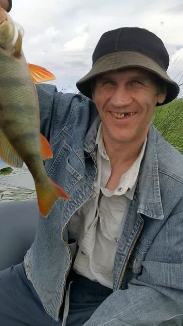 Вот это Горбач #Окунь на #спиннинг #рыбалка #fishing #ишим