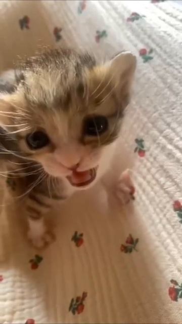 Котик