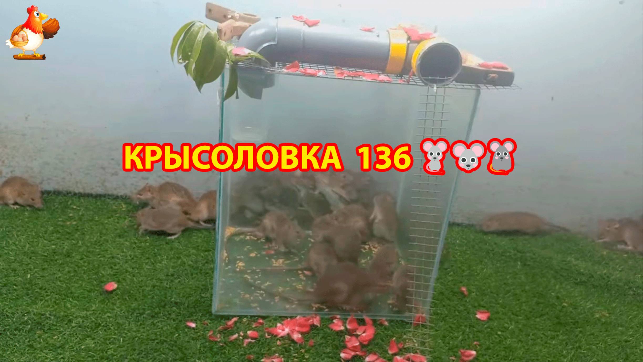 Крысоловка вариант (136) 🐀 Как сделать крысоловку своими руками и поймать кучу крыс 🐀🐁🐀