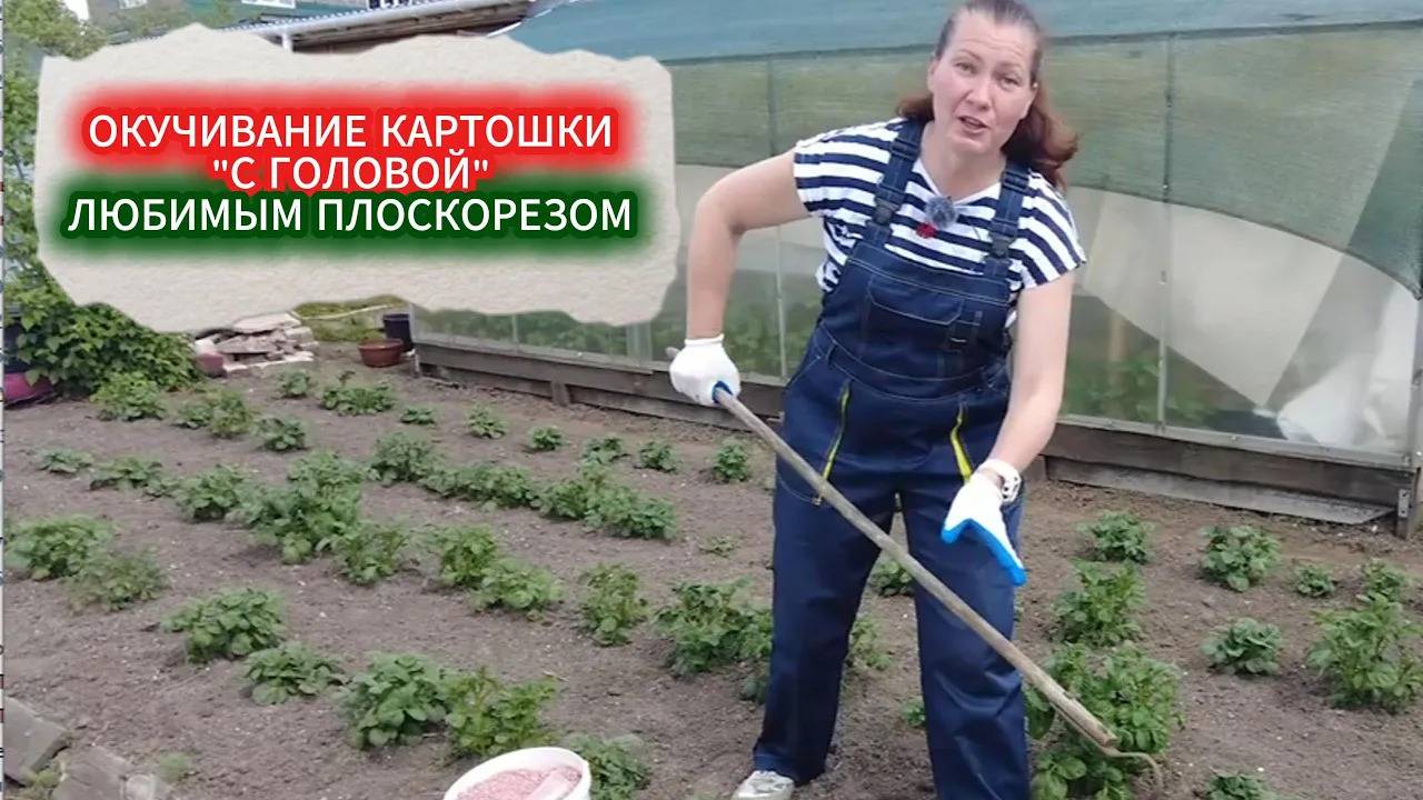 КАК ОКУЧИВАНИЕ КАРТОФЕЛЯ УВЕЛИЧИТ УРОЖАЙ В 2 РАЗА.ТЕХНИКА ОКУЧИВАНИЯ С ЗАЩИТОЙ ОТ КАРТОФЕЛЬНОЙ МОЛИ
