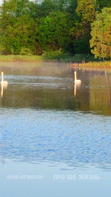 Немного красивого.