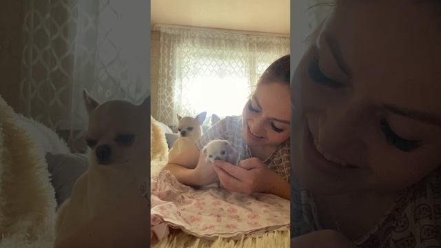 первый прикорм наших щенков чихуахуа 🥰