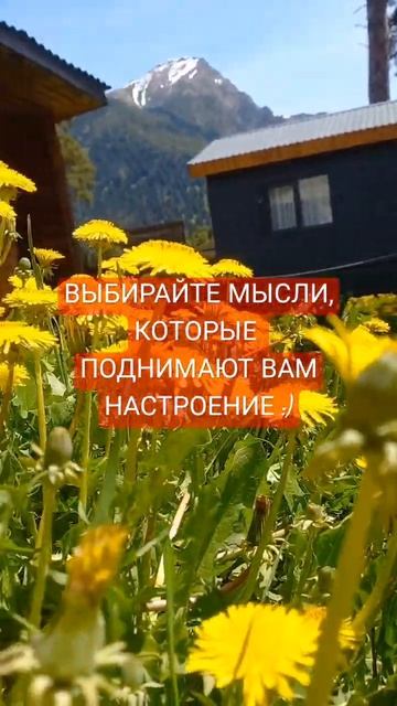 ОДУВАНЧИКИ В ГОРАХ #путешествия #отдых #настроение #красота #цветы #мысли #выбор #архыз