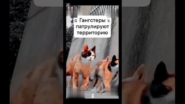 гангстер кот