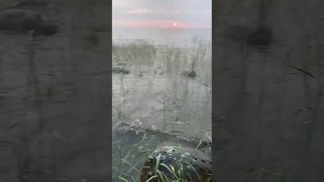 Утро на берегу Ладожского озера, рассвет! Красивая природа!
