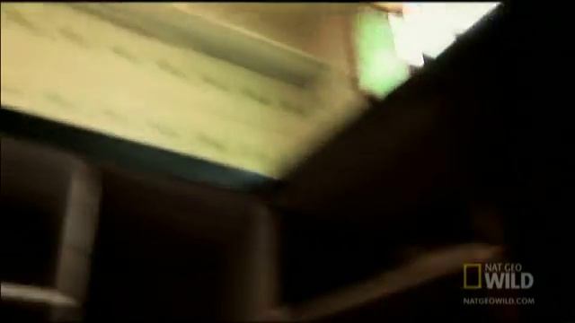 A Narrow Escape | Rebel Monkeys