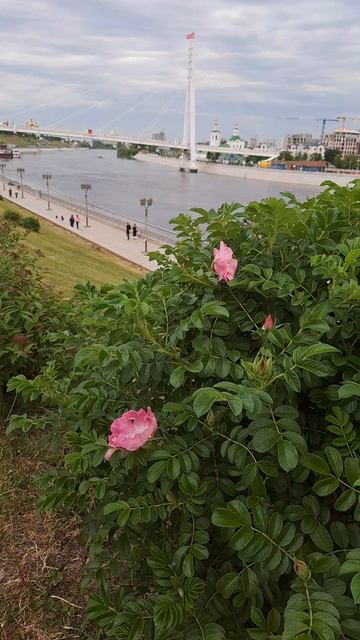 Расцвели цветы шиповника на набережной города Тюмени!