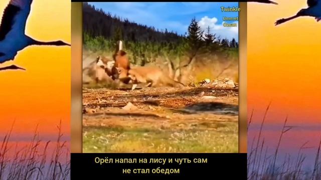 КЕНГУРУ ЧЕРЕЗ ЗАБОР.. СИГЕНЬ