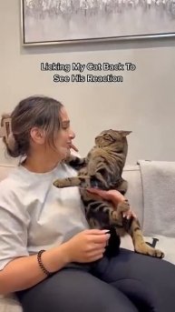 Пранк над котом - 2023 год