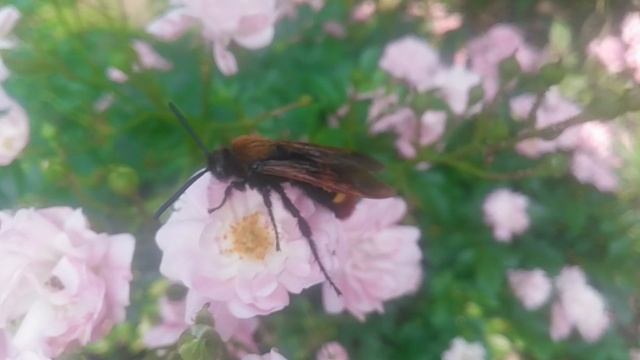 VID_20250605_172342.mp4