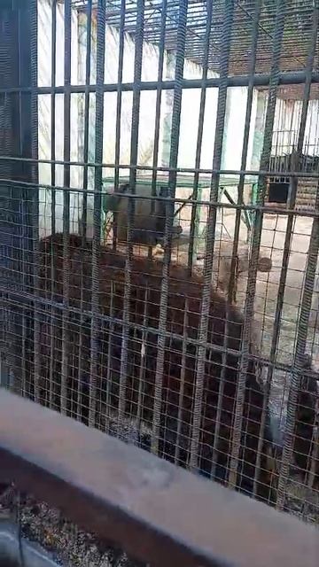 Большереченский медведь Омской области
