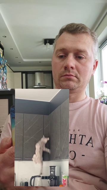 Не повторяйте ошибку, купите бульдога #французскийбульдог #собака #собакиприколы #бульдоги