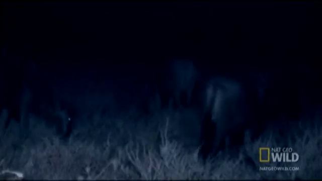 Predators Come Out at Night | Nat Geo Wild