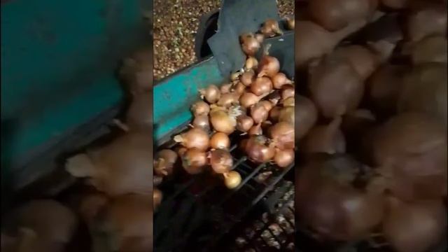 РАБОТА В СЕЛЕ КИПИТ