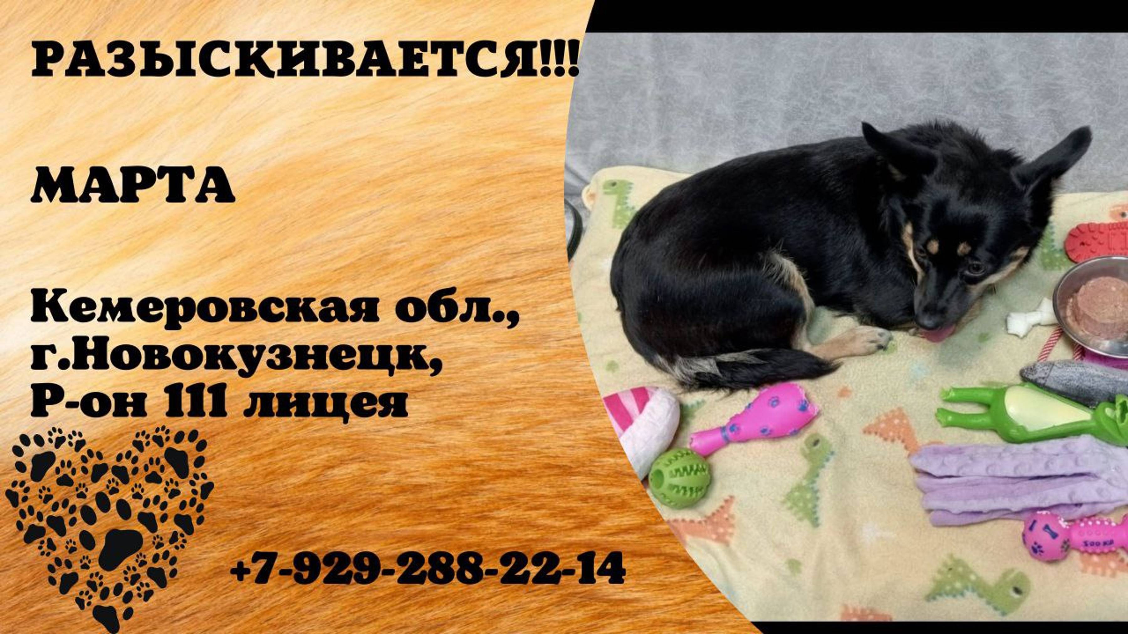 Пропала собака! МАРТА. Кемеровская обл, г. Новокузнецк