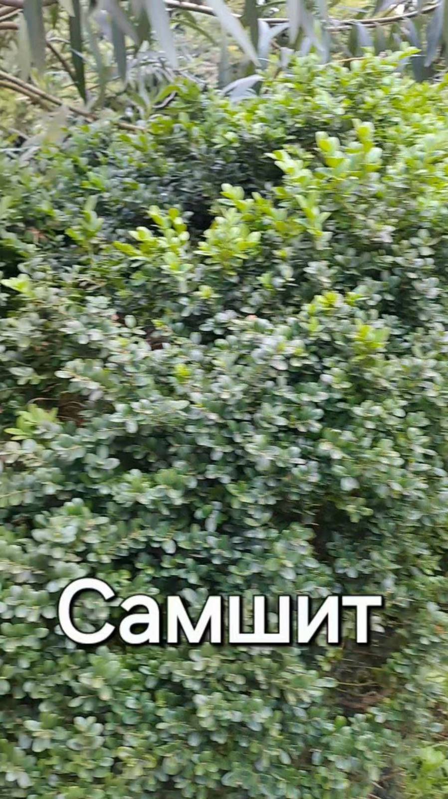 Самшит