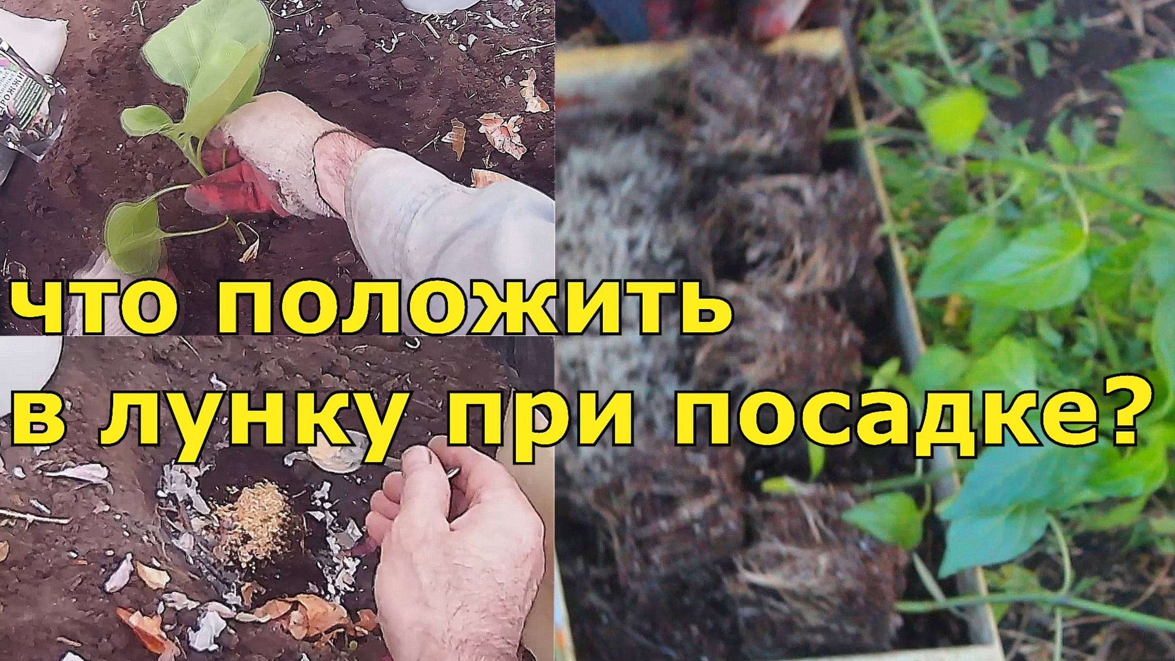 Секретный рецепт посадки рассады: проверенный годами метод посадки.