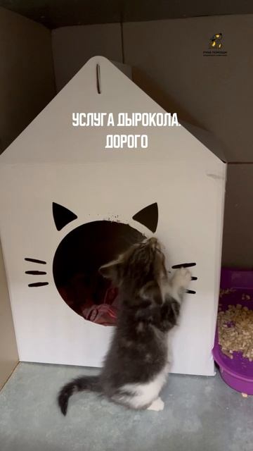 Услуги дырокола. Поддержать⬇️