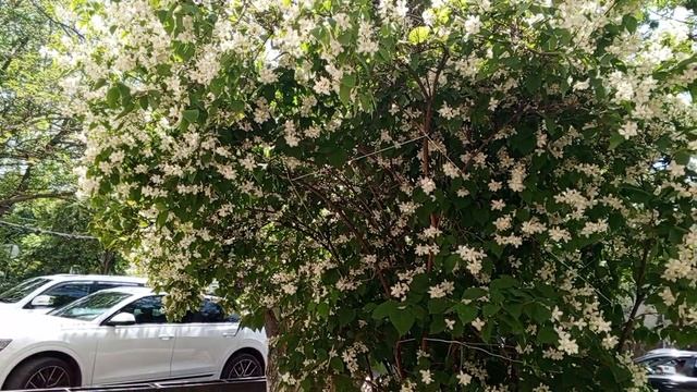 video_2025-06-03_18-29-03