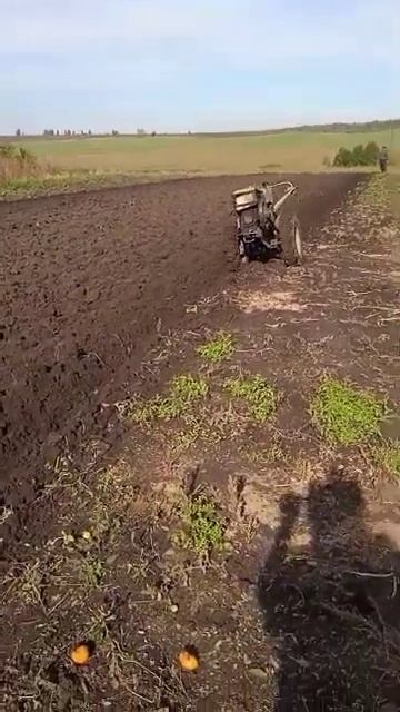 Мотоблок паше сам, земля як грядочка #мотоблок #плуг #г?