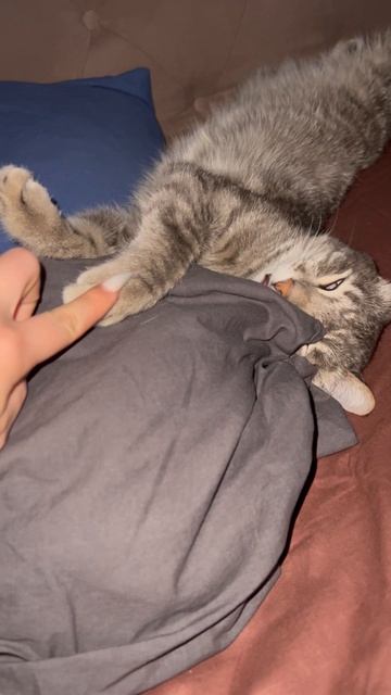 Кошмары у кота… Он дергается во сне 😿💤